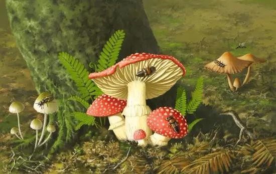 蘑菇1.JPEG